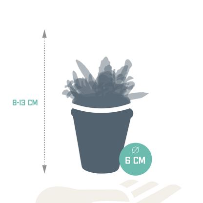 Vetplanten-Mischung 5,5 cm im Terrakottatopf – 5er Set