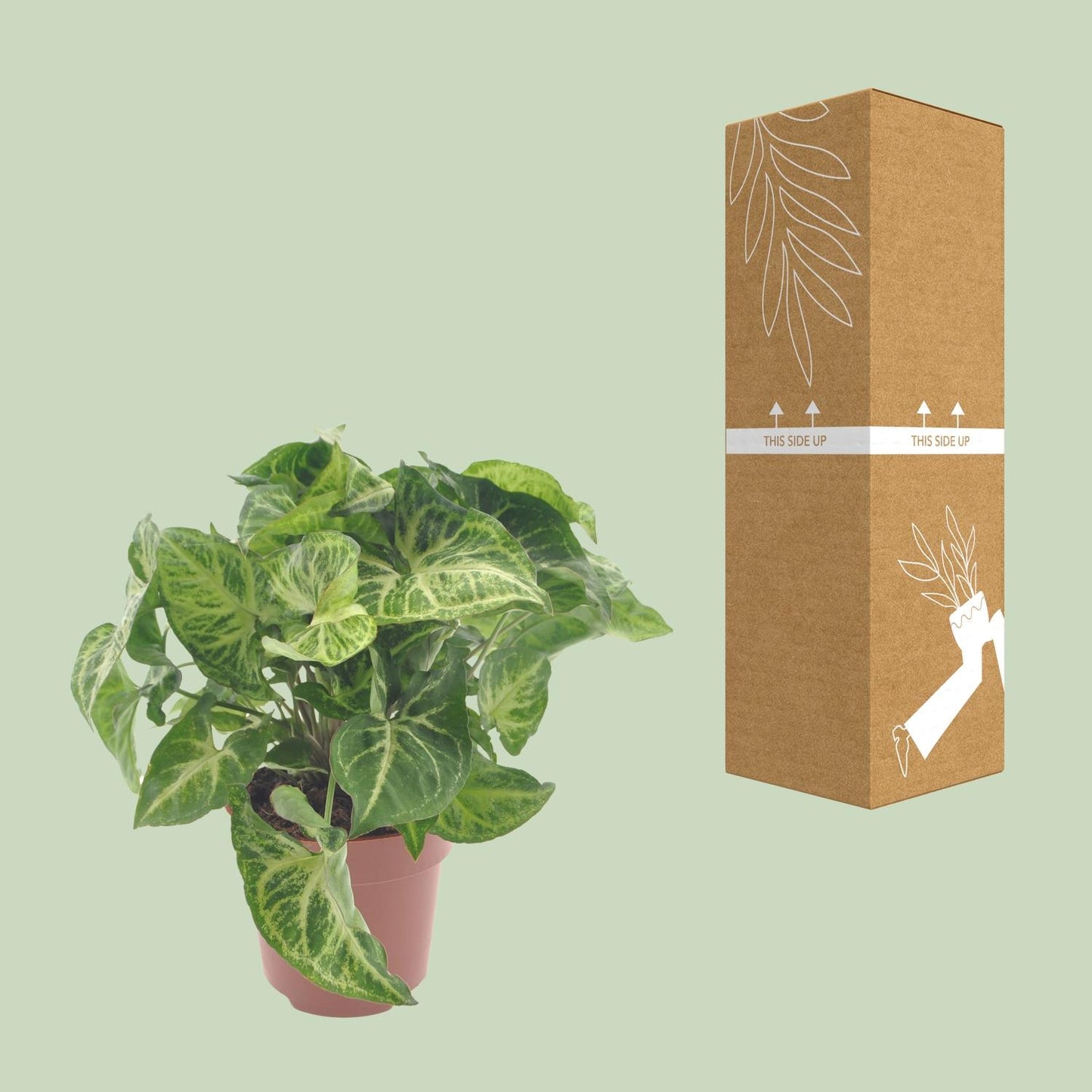 Syngonium Arrow – Pfeilspitzenpflanze Ø12cm, 25cm hoch