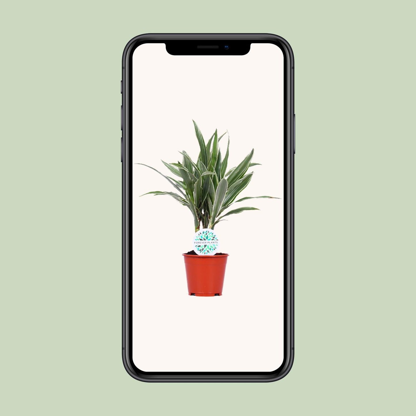 Dracaena Warneckei – Pflegeleichte Zimmerpflanze Ø14cm