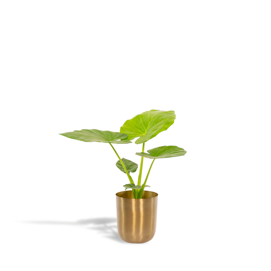 Alocasia Macrorrhiza Elefantenohr im Goldtopf, 70 cm