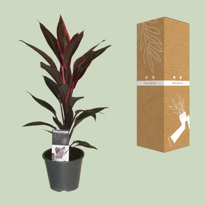 Cordyline Tango – Exotische, pflegeleichte Zimmerpflanze Ø12cm