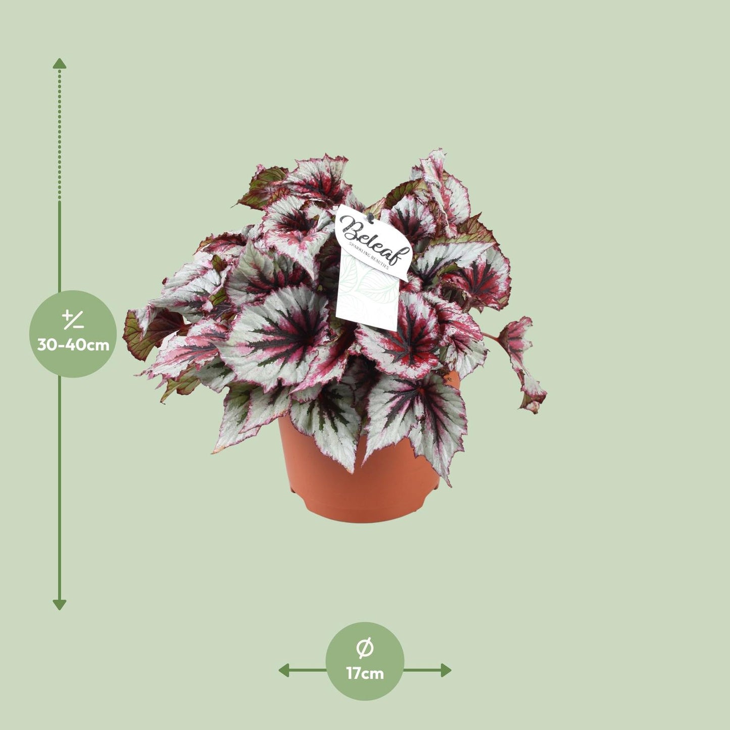 Begonie 'Evening Glow' – Farbenfrohe Zimmerpflanze 33 cm