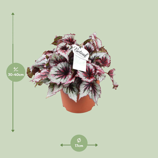 Begonie 'Evening Glow' – Farbenfrohe Zimmerpflanze 33 cm