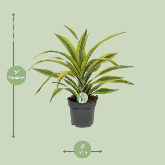 Dracaena Fragrans Lemon Lime – pflegeleichte Zimmerpflanze Ø17cm