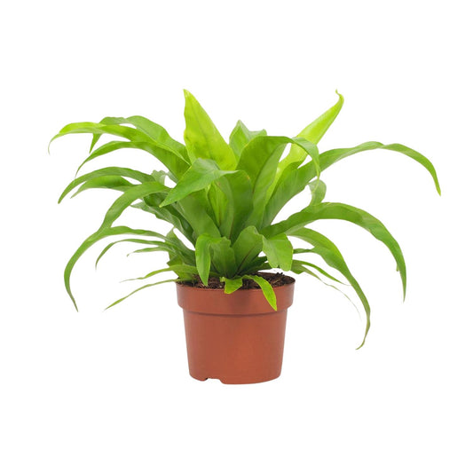 Streifenfarn 'Asplenium Antiquum' 12 cm – Pflegeleicht & Luftreinigend
