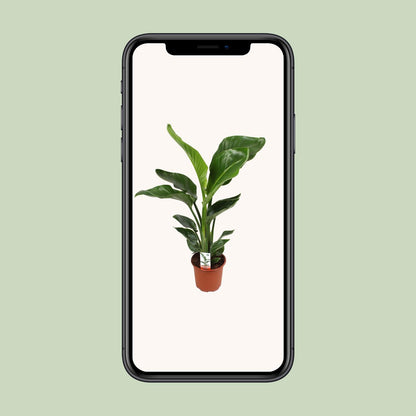 Strelitzia Nicolai – Paradiesvogelblume Ø17cm, ca. 70cm hoch