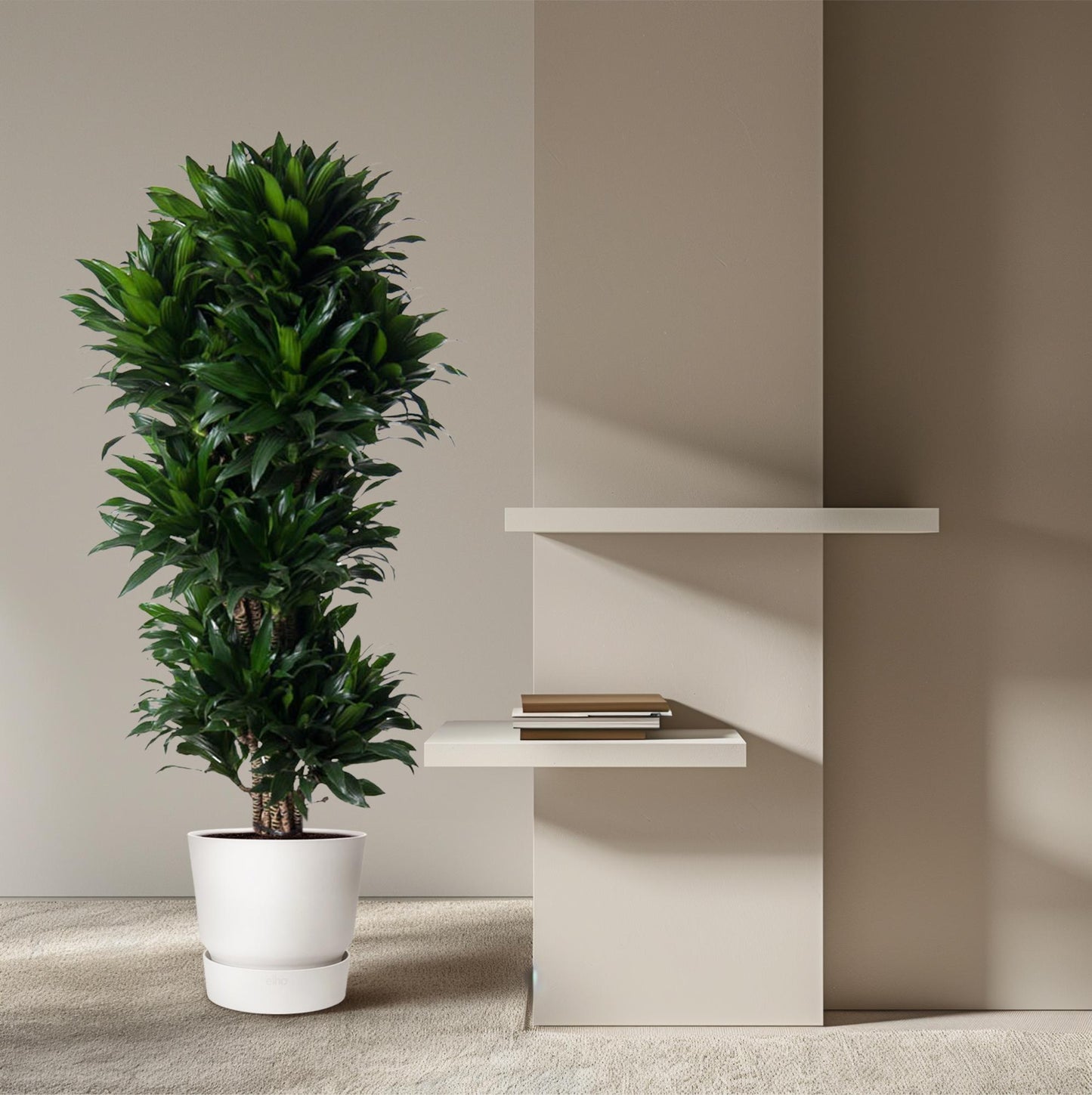 Dracaena Compacta Carrousel – 140 cm, pflegeleicht