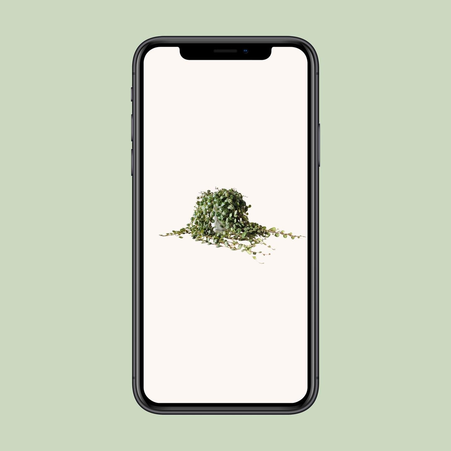 Peperomia Prostrata – Pflegeleichte Zimmerpflanze Ø11cm