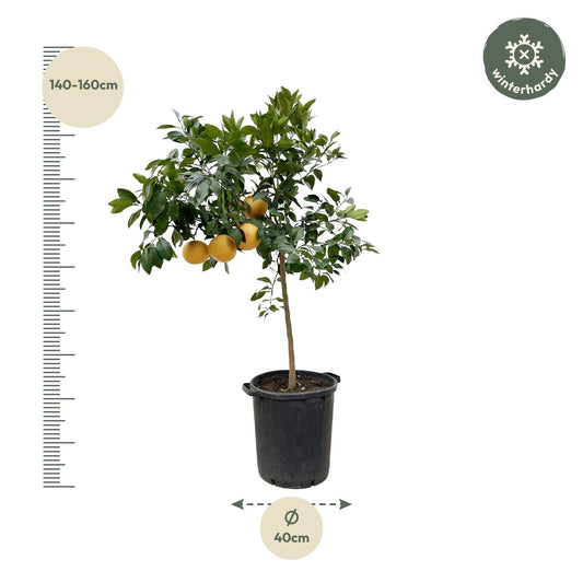 Citrus Pompelmo – Pflegeleichter Zitrusbaum 150 cm