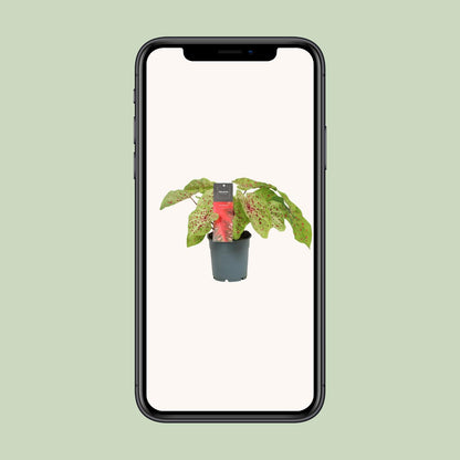Caladium 'Miss Muffet' – Pflegeleichte Tropische Engelwurz im 12cm Topf