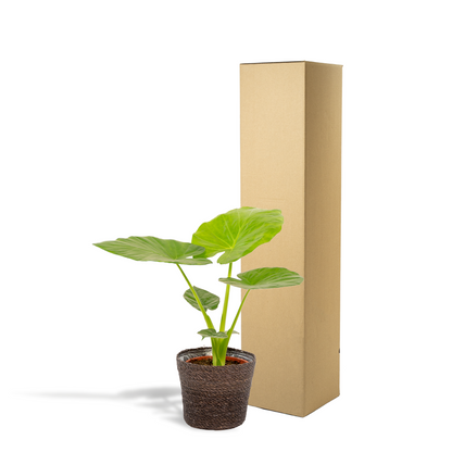Alocasia Macrorrhiza mit Korb Ø19cm, ca. 70cm hoch