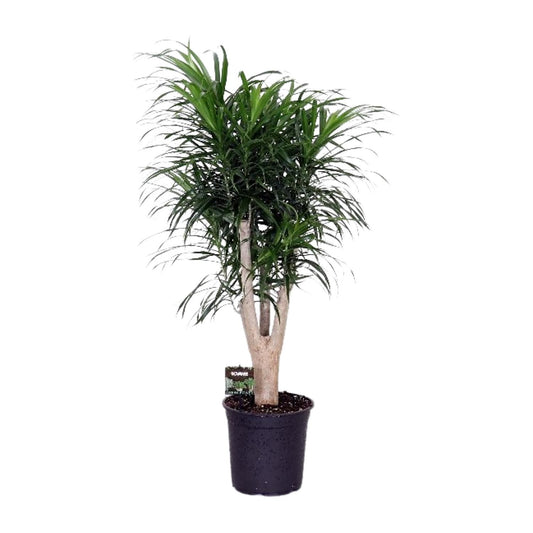 Dracaena Anita – Pflegeleichter Drachenbaum Ø24cm, 90cm hoch