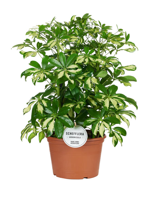 Schefflera Gerda – Pflegeleichte Zimmerpflanze Ø21cm