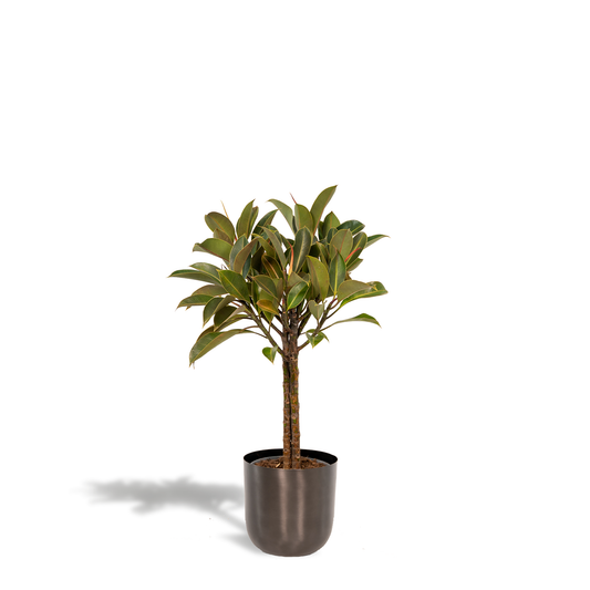 Ficus elastica Melany – Robuster, pflegeleichter Gummibaum 90 cm