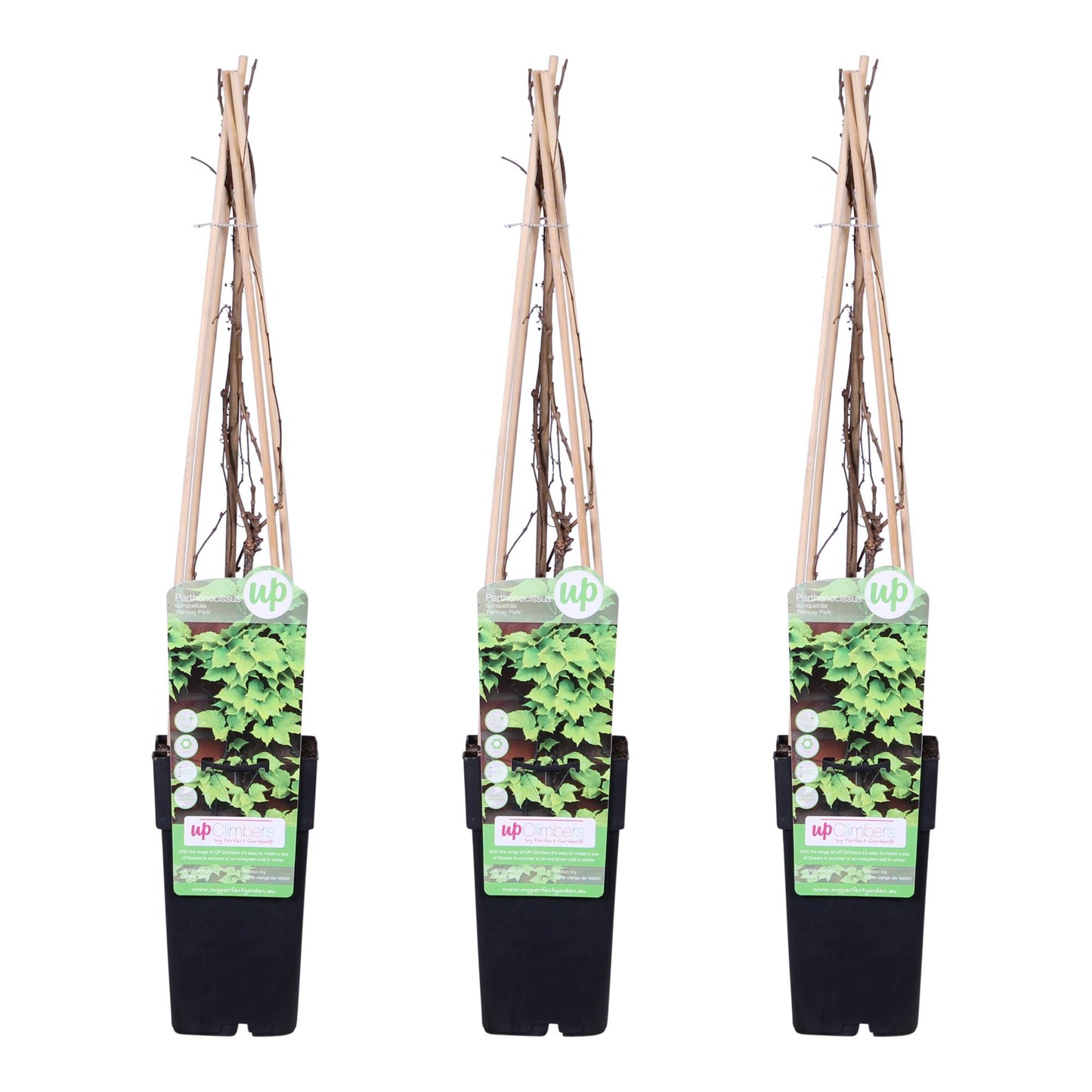 3x Parthenocissus tricuspidata 'Veitch Boskoop' Ø15cm, 65cm Höhe