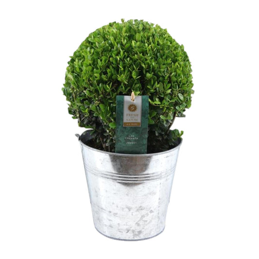 Ilex Crenata 'Jenny'® – Winterharte Stechpalme im Zinktopf Ø20cm