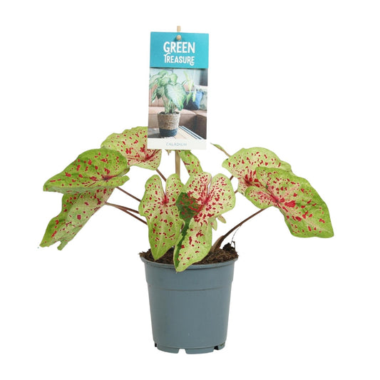 Caladium 'Miss Muffet' – Exotische Engelsflügel Zimmerpflanze