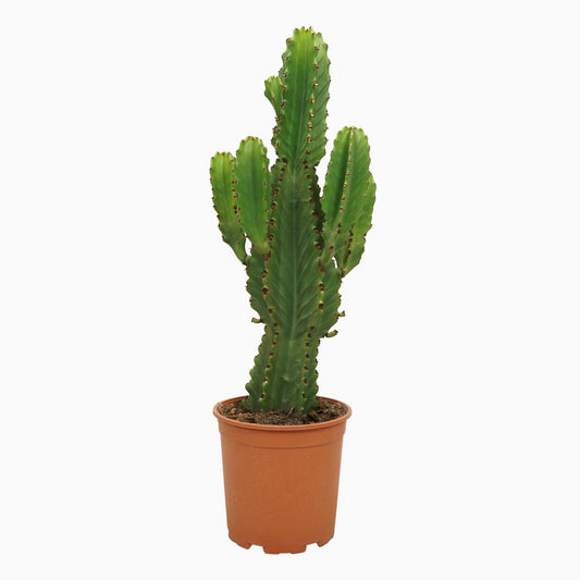 Euphorbia ingens – Pflegeleichte Cowboy-Kaktus 21 cm