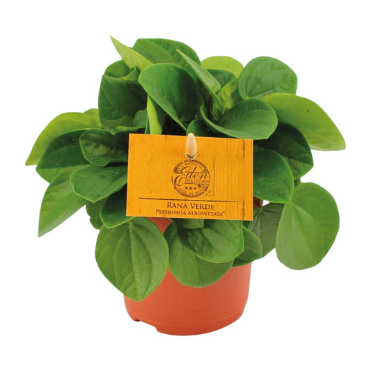 Peperomia Rana Verde – Pflegeleichte Zimmerpflanze Ø11cm