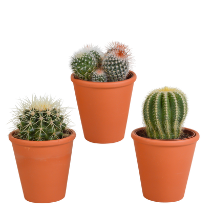 Bolcactus Kakteen-Mischung im Terrakottatopf 8,5 cm