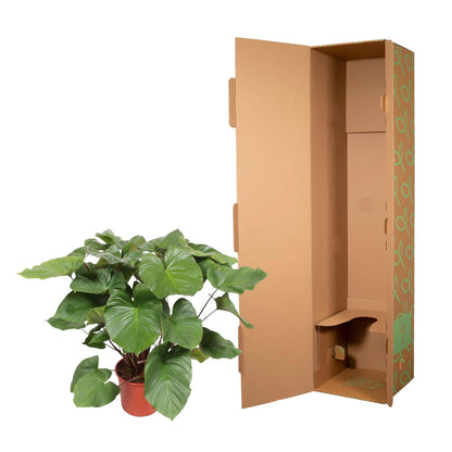 Homalomena Rubescens Maggy – Tropische Zimmerpflanze 130 cm