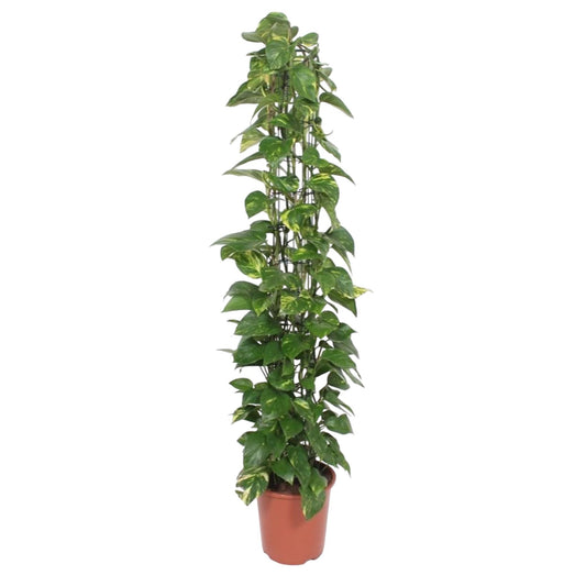 Epipremnum Aureum Gitterpflanze – 160 cm, Ø 27 cm