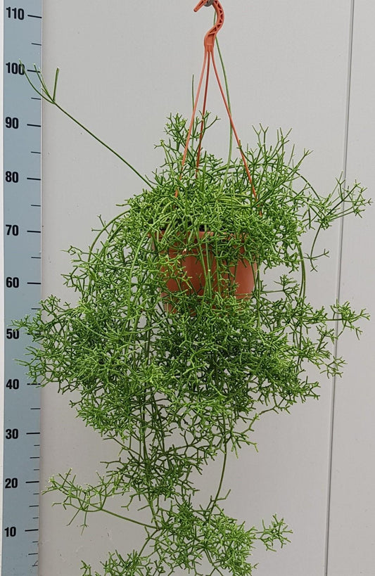 Rhipsalis Cereuscula Ø20cm – Pflegeleichte Trendpflanze