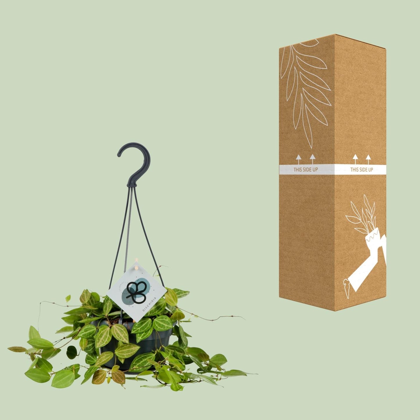 Dischidia Ovata – Pflegeleichte Ameisenpflanze Ø14cm