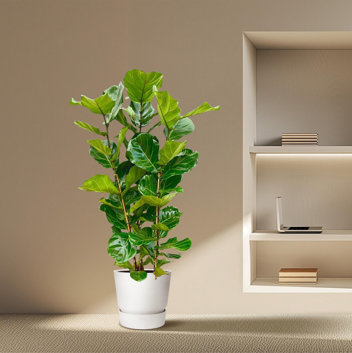 Ficus Lyrata (Geigenfeige) – 155 cm, Ø 27 cm, pflegeleicht