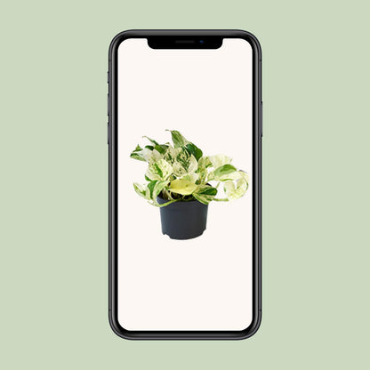 Epipremnum Happy Leaf – Pflegeleichte Zimmerpflanze Ø12cm