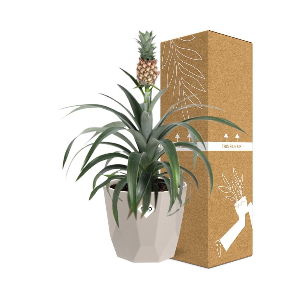 Ananas Mi Amigo Zimmerpflanze in ELHO b.for rock 14 cm warm grey