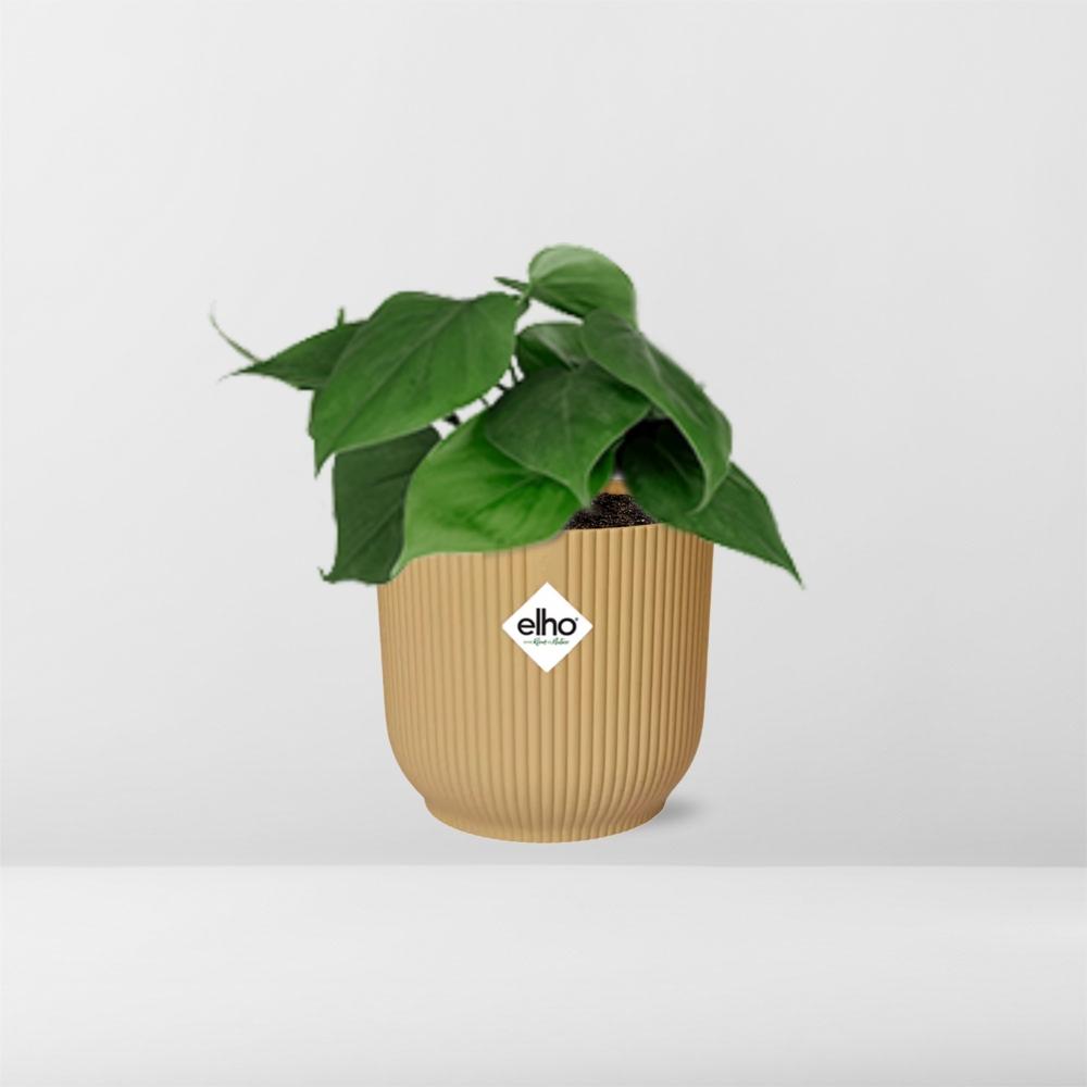 Philodendron Scandens in ELHO Vibes Fold 14cm Gelb