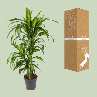 Dracaena Hawaiiana – Tropische, pflegeleichte Zimmerpflanze Ø19cm
