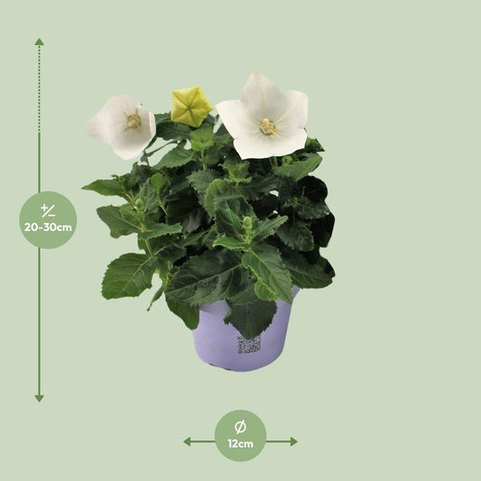 Platycodon White – Ballonblume Ø12cm, 22cm Höhe
