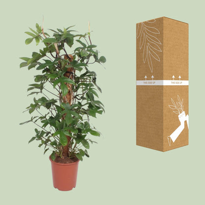 Philodendron Pedatum – Große pflegeleichte Zimmerpflanze Ø27cm, 130cm hoch