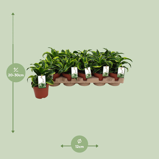 Dracaena Tornado – Pflegeleichter Drachenbaum Ø12cm
