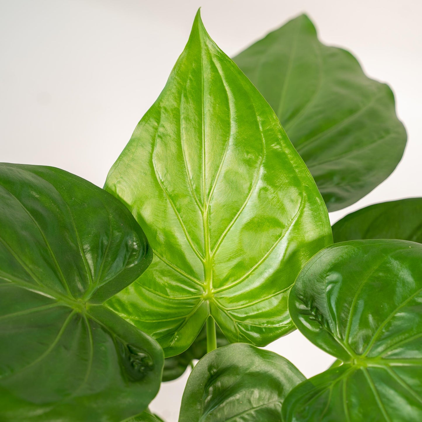 Alocasia Cucullata Ø19cm – Tropisches Elefantenohr mit Topf