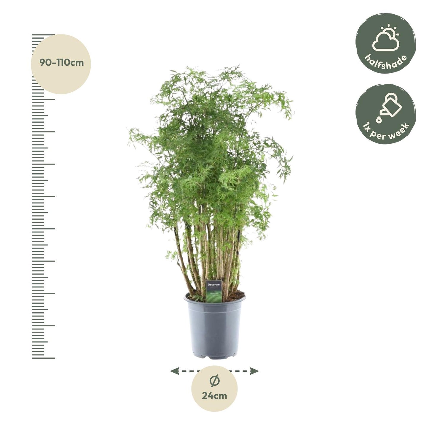 Polyscias Hawaiiana Ming – Pflegeleichte Zimmerpflanze 90 cm