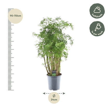 Polyscias Hawaiiana Ming – Pflegeleichte Zimmerpflanze 90 cm