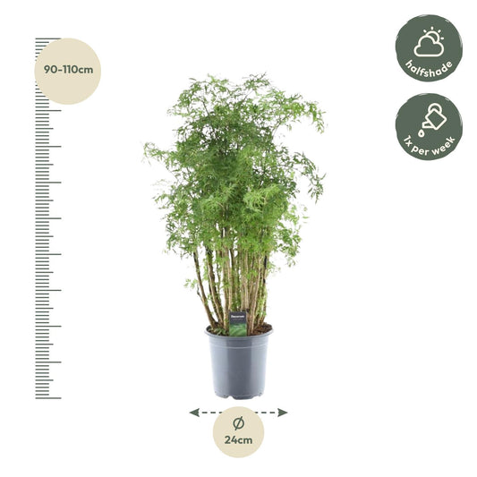 Polyscias Hawaiiana Ming – Pflegeleichte Zimmerpflanze 90 cm