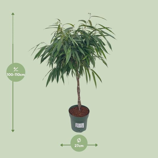 Ficus Mahori / Alii Gevlochten – pflegeleichte Zimmerpflanze Ø27cm