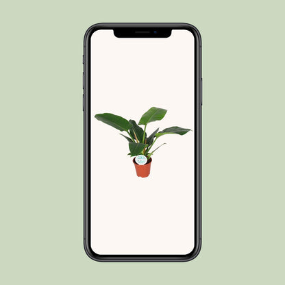 Philodendron Imperial Green – Pflegeleichte Zimmerpflanze Ø17cm