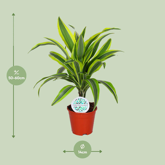 Dracaena Lemon Lime – Pflegeleichte Zimmerpflanze Ø14cm