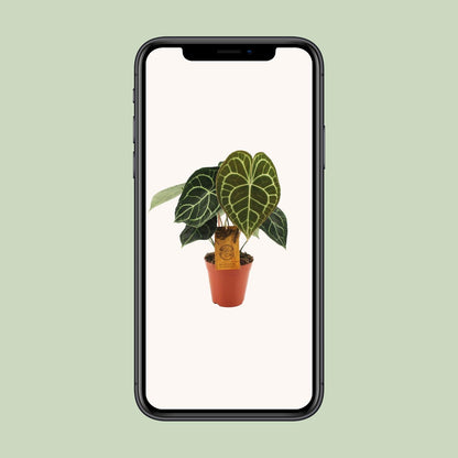 Anthurium Clarinervium Ø15cm – Pflegeleichte Zimmerpflanze