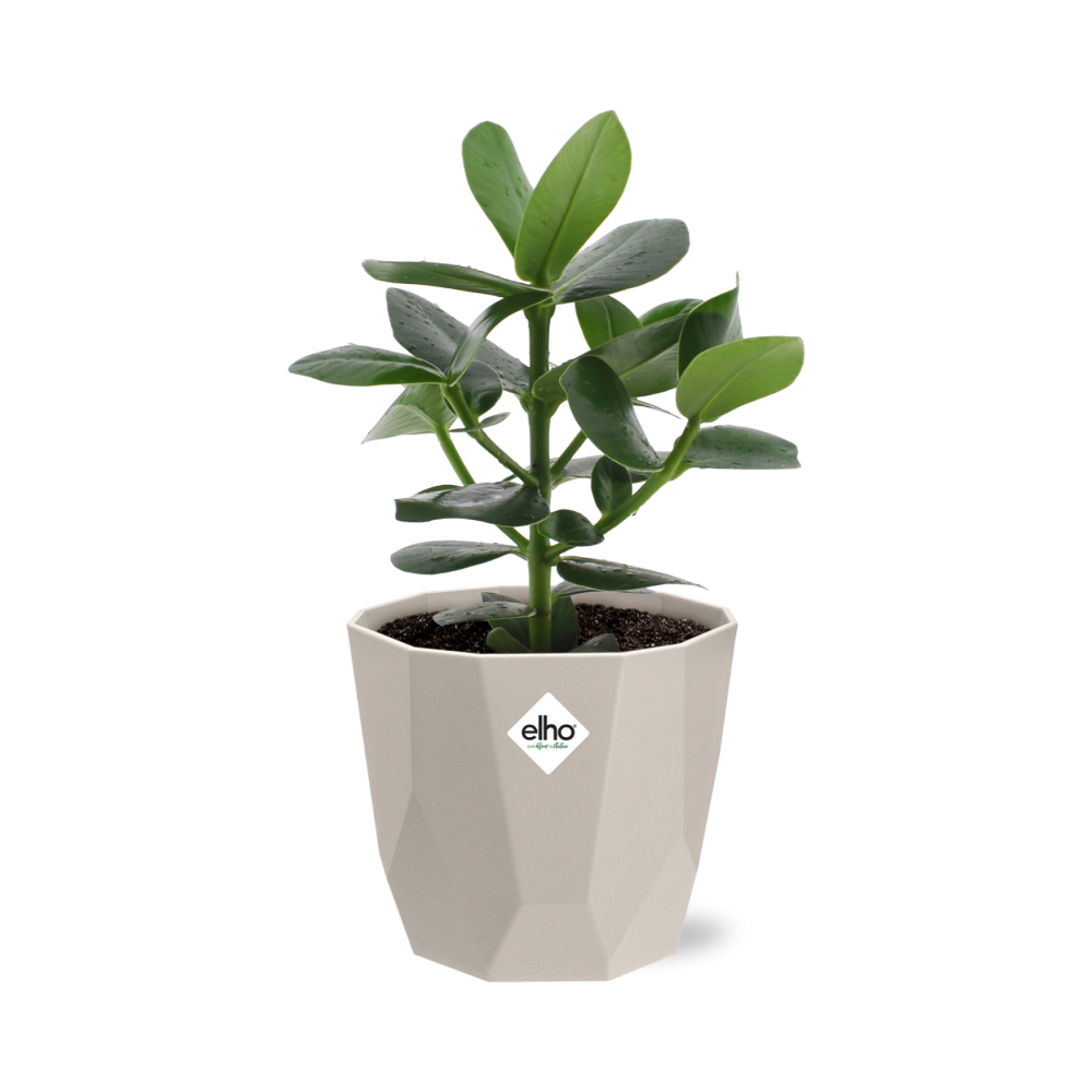 Clusia Princess in ELHO b.for rock 14 cm warm grey