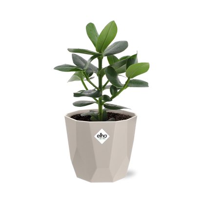 Clusia Princess in ELHO b.for rock 14 cm warm grey