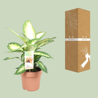 Dieffenbachia Camilla – Pflegeleichte Zimmerpflanze 45 cm
