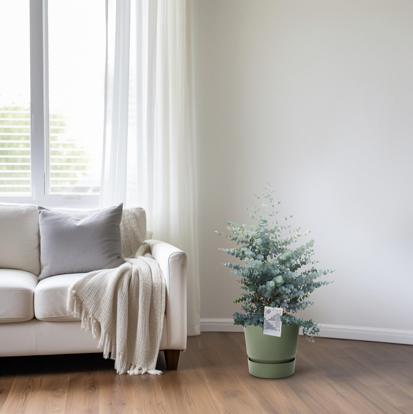 Eucalyptus Cinerea Silver Dollar – Pflegeleichter Trendpflanze Ø30cm