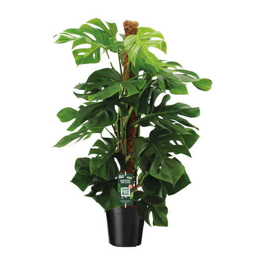 Monstera Pertusum Ø24cm – Pflegeleichte Trendpflanze bis 150cm