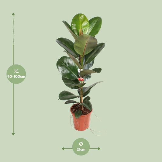 Ficus Elastica Robusta – Pflegeleichter Gummibaum Ø21cm